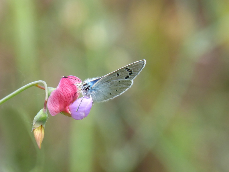 invertebrate, insect, butterfly, beauty in nature, flower head, blue butterfly, one animal, smell pea, animal themes, animal, close-up, pseudophilotes panoptes