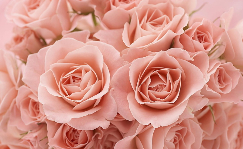 nature, 1080P, love, outdoors, rose - Flower, red, flowering plant, flower Head, beautiful, bunch of flowers, tea, fragility, softness, roses, summer