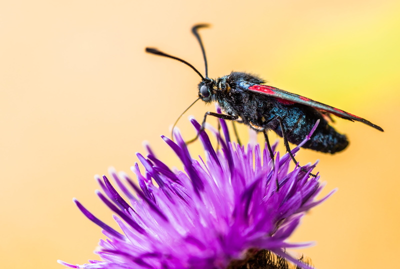 animal, inflorescence, macro, animals in the wild, animal wing, blossom, beauty in nature, united kingdom, growth, purple flower, bee, aster, no people