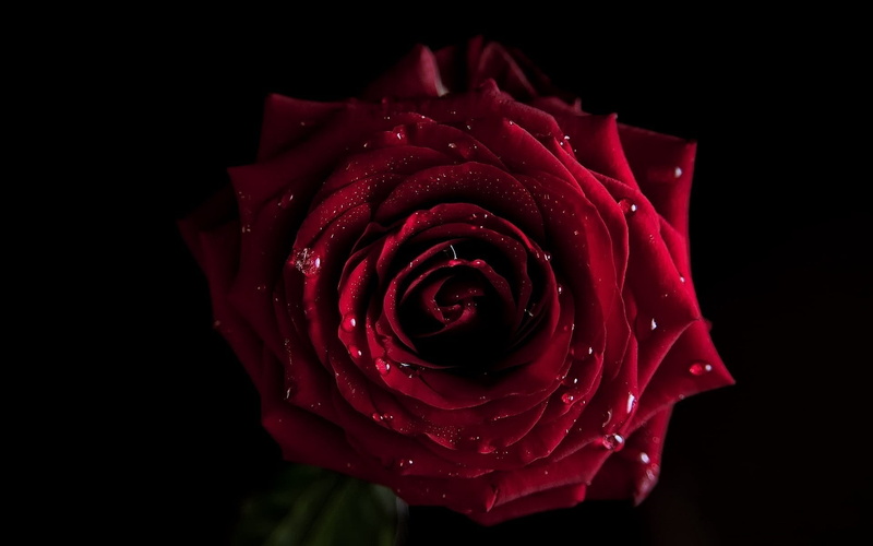 dark, love, vulnerability, fragility, flower Head, no People, inflorescence, plant, backgrounds, bud, single Object, purity, single Flower, beauty, black background