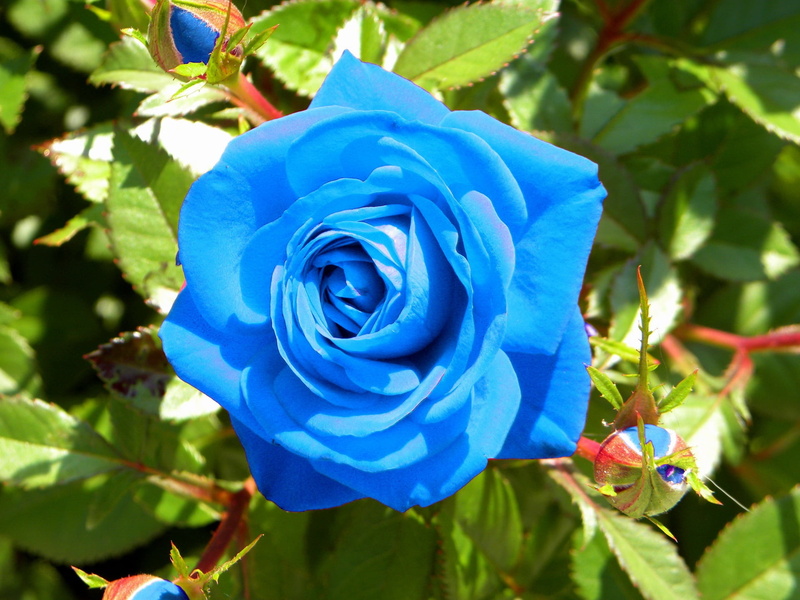 day, love, close-up, freshness, vulnerability, single Flower, rose, flower, leaf, botany, buds, 1080P, focus on foreground, no People, plant, backgrounds