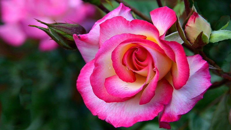 bud, no people, close-up, close up, flower, pink color, rose - flower, 1080P, vulnerability, day, freshness, outdoors, inflorescence, growth, petal, pink rose