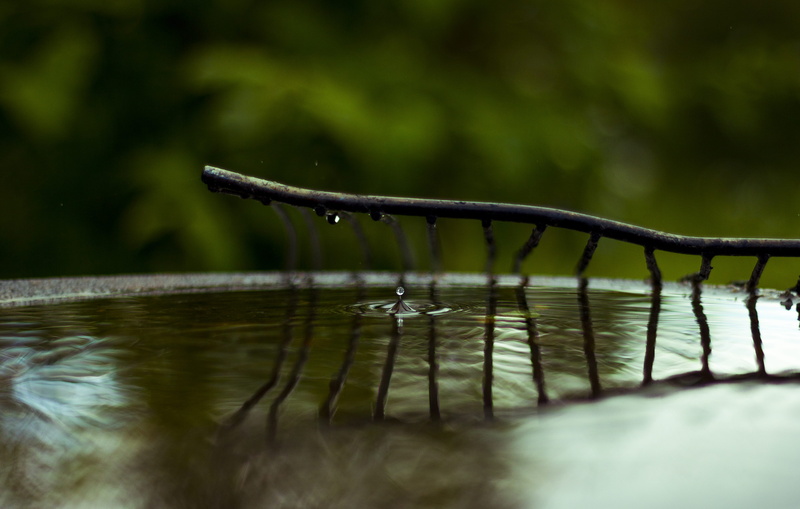 one animal, sync, reflection, selective focus, wet, green, 4K, beauty in nature, focus on foreground, purity, close-up, animal, plant, lake, nature, tree