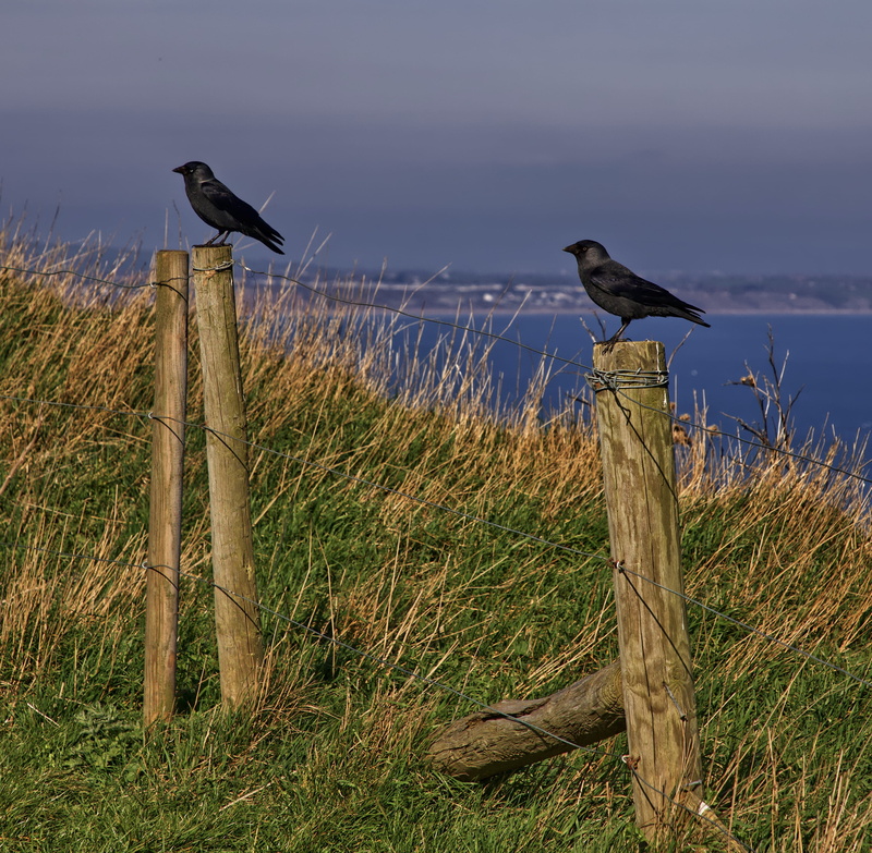 united kingdom, agelaius, birds, animal wildlife, bird, vertebrate, blackbird, no people, 2K, wood, animal themes, jack, coast, soil, outdoors, jackdaw