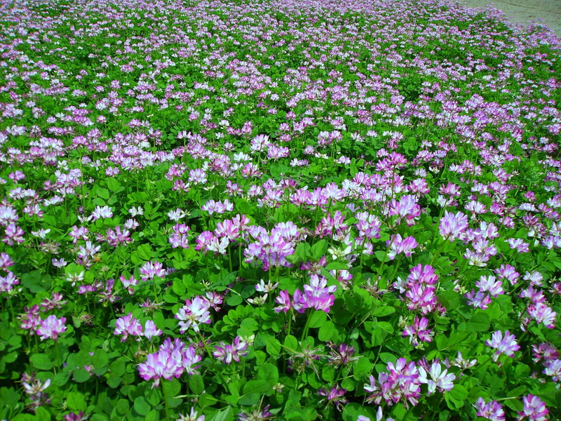 land, pink color, flower, purple, plant, day, safflower grass, freshness, Flowers, nitrogen fixation, fertilizer, flowers and plants, 1080P, vulnerability