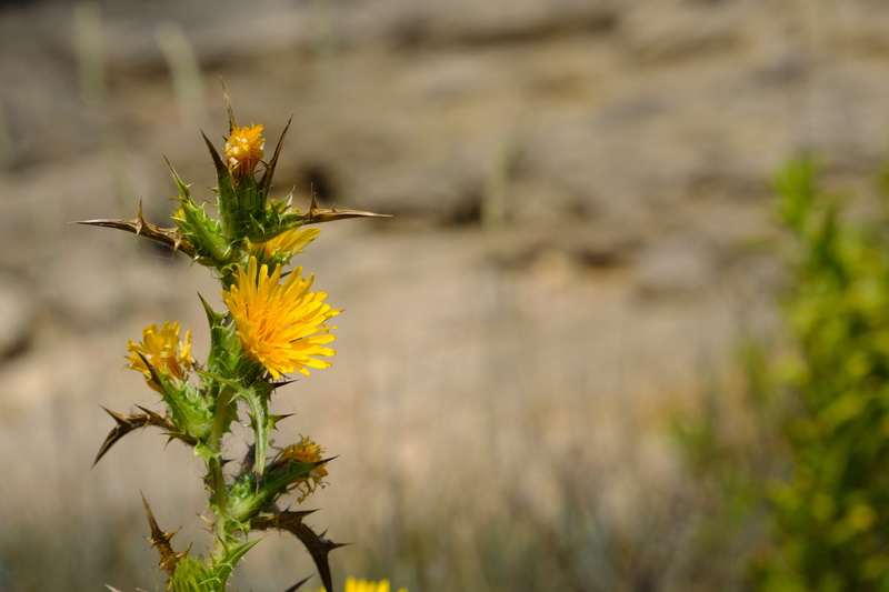 plant, thistle, beauty in nature, focus on foreground, nature, outdoors, carthamus, no people, growth, medicinal plant, 5K, flowering plant, petal, yellow