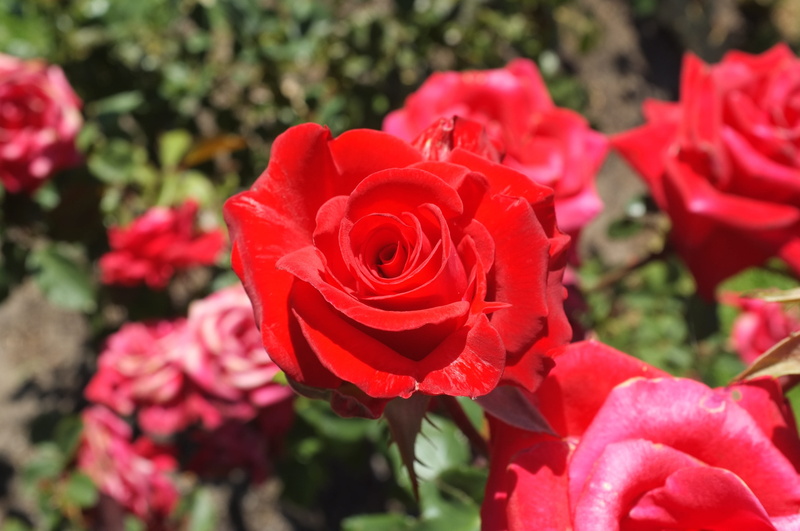petal, rose - Flower, day, rose, close-up, beauty In Nature, Rose, inflorescence, nature, Safflower, flower head, no people, flowers safflower, flower