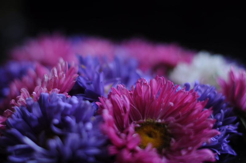 no people, vulnerability, fragility, flowers, pink color, petal, black background, flower head, close-up, plant, bouquet, freshness, studio shot, mumbai