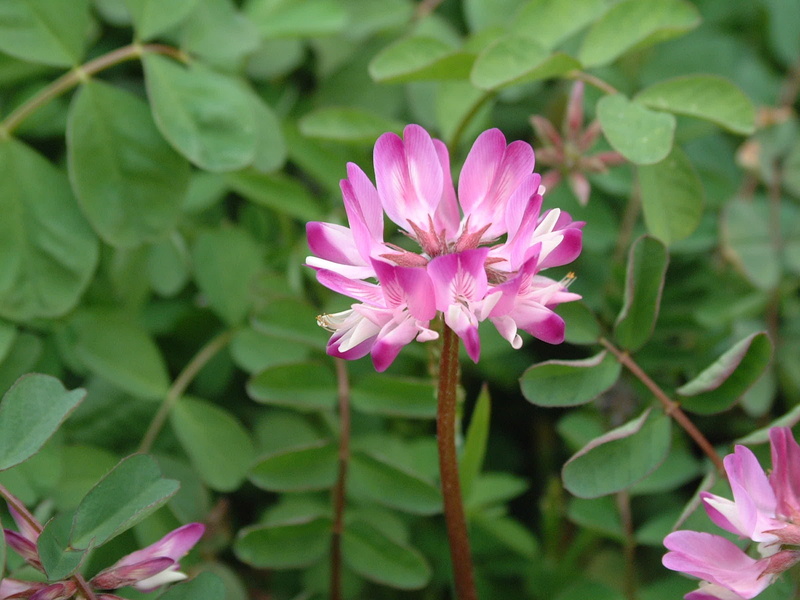 freshness, vulnerability, leguminous, grass sub, flower, summer, Grass, plant, pink Color, beauty In Nature, blossom, Flowers, fragility, botany, growth
