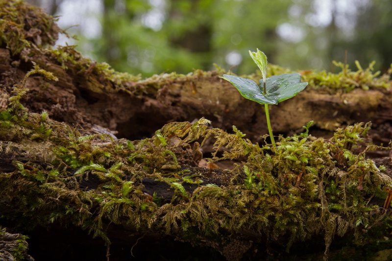 outdoors, growth, animal themes, leaf, moss, one animal, plant part, rejuvenation, day, land, seedling, rainforest, no people, beauty in nature, forest