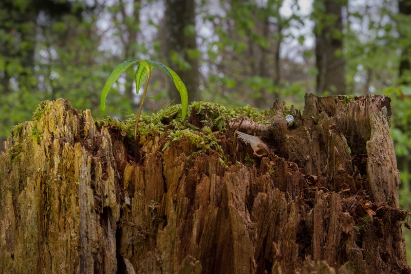 dead plant, trunk, no people, bark, land, Maple, wood - material, tree trunk, rejuvenation, deforestation, forest, nature, timber, Tree, Seedling, tranquility