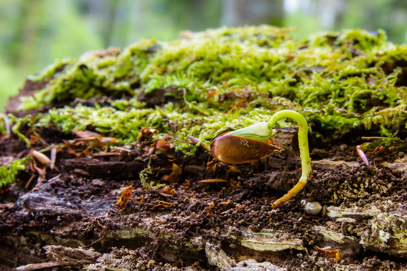 food and drink, vegetable, rejuvenation, growth, day, leaf, nature, food, selective focus, animal themes, tree seedling, gardening, seedling, outdoors