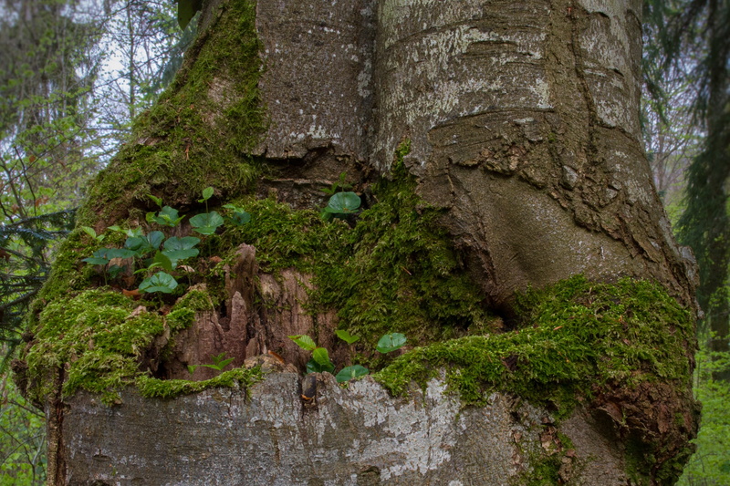 book seedling, Book, bark, tree seedling, land, non-urban scene, forest, Seedling, growth, textured, water, tranquility, low angle view, green color, nature