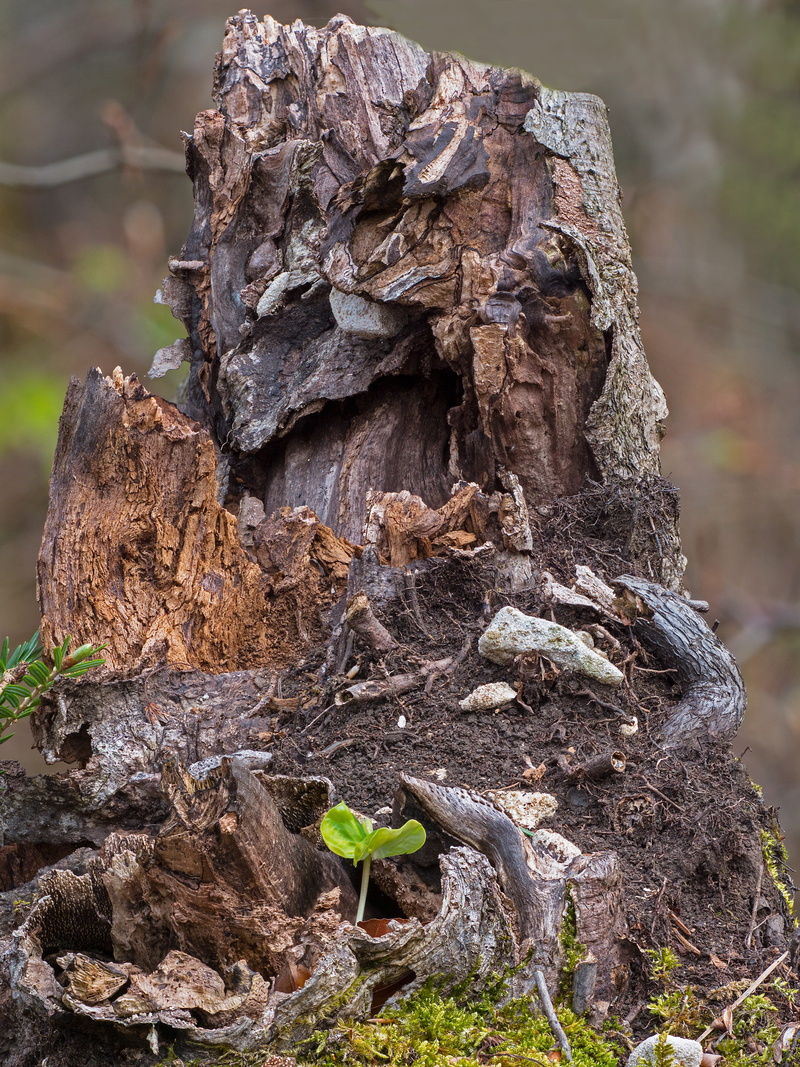 close-up, forest, rough, seedling, textured, tree, germinate, rejuvenation, nature, land, tranquility, young and old, book seedling, focus on foreground