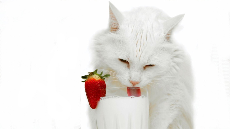 white, cat, hd, milk, animals, 1080P, lick, strawberry