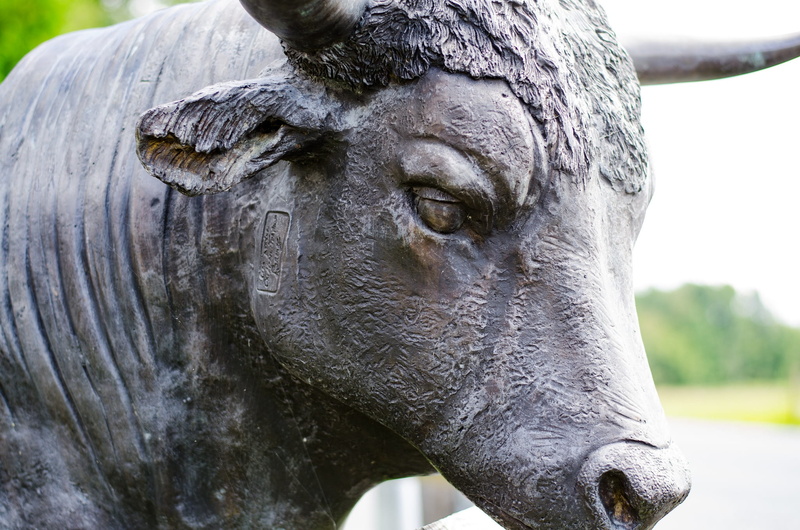 animal body part, mammal, bullish, ancient, vertebrate, livestock, economies, day, no people, bear, focus on foreground, animal nose, commerce, religion
