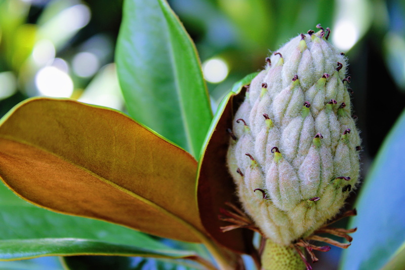 vulnerability, refined, city, no people, fragility, botany, flowering plant, yellow, education, magnolia, berkeley, day, usa, america, natural pattern