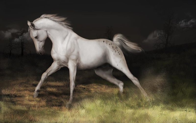 refined, full length, no people, field, shaped, livestock, vertebrate, pets, animal, snouts, arabian, side view, profile view, heads, day, herbivorous