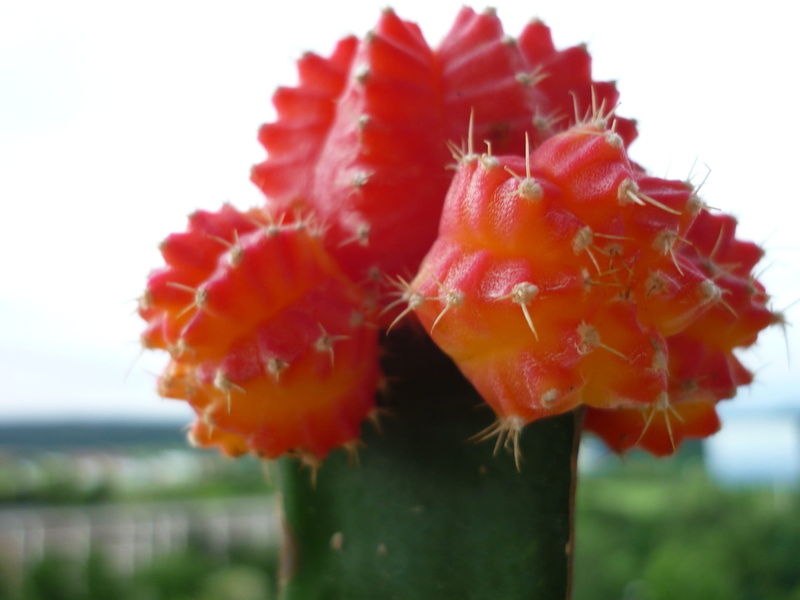 close-up, nature, red, food, succulent, refined, freshness, focus on foreground, ornamental plant, on, 1080P, outdoors, day, flower, no people, fruit