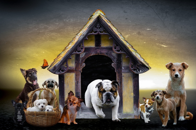 pack, human representation, schäfer dog, architecture, poodle, dog kennel, mammal, dog, butterfly, family, representation, domestic animals, basket, girlfriends
