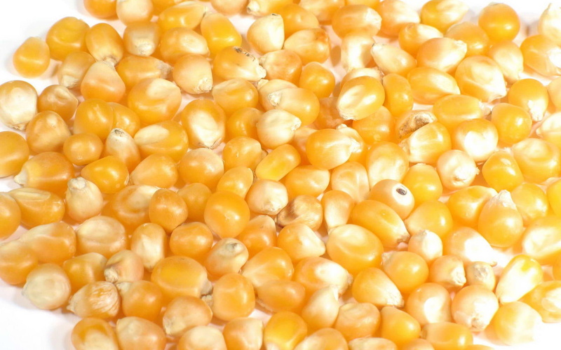 corn, 1080P, photography, kennels, 1920x1200