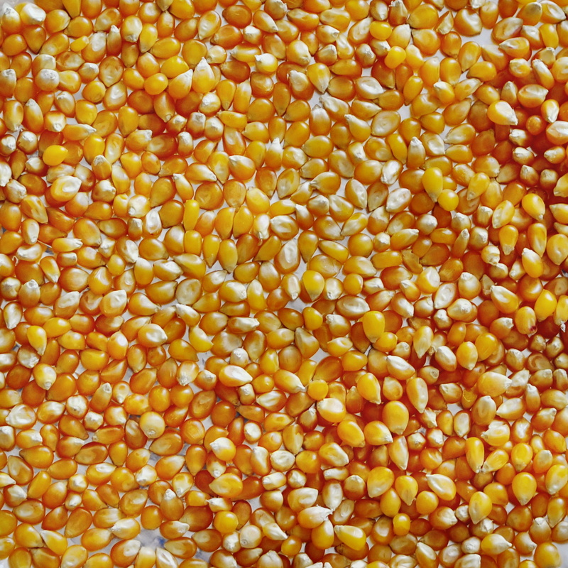 close-up, yellow, Kernels, high angle view, abundance, wellbeing, no people, pile, healthy eating, still life, Kernel, freshness, full frame, large group of objects
