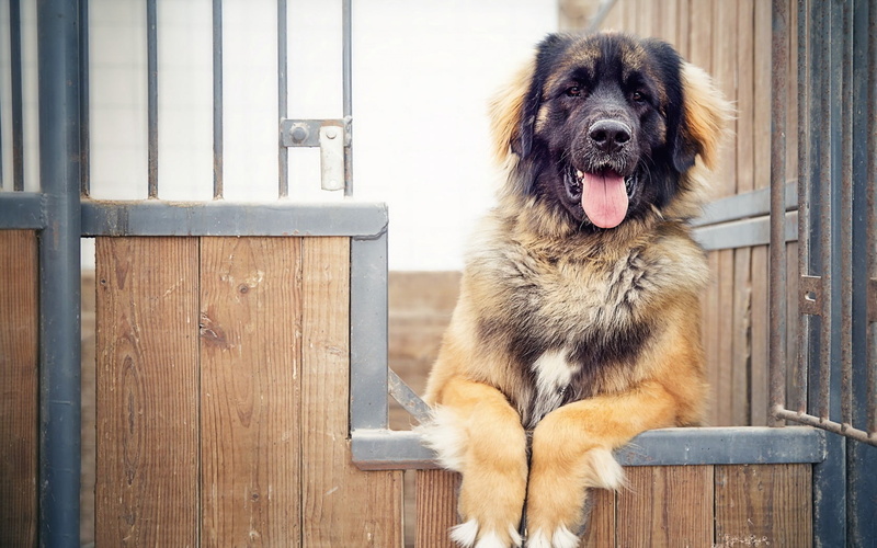 sheepdog, close-up, mammal, looking, no People, fence, domestic, german Shepherd, puppy, cute, sitting, dog, domestic Animals, animal, wood - material