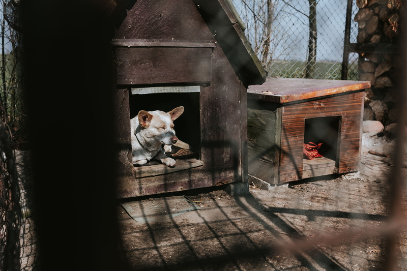 farm, domestic animals, hen, color Image, livestock, chicken, sitting, domestic cat, architecture, wood - material, herbivorous, kennel, animal pen, Animals