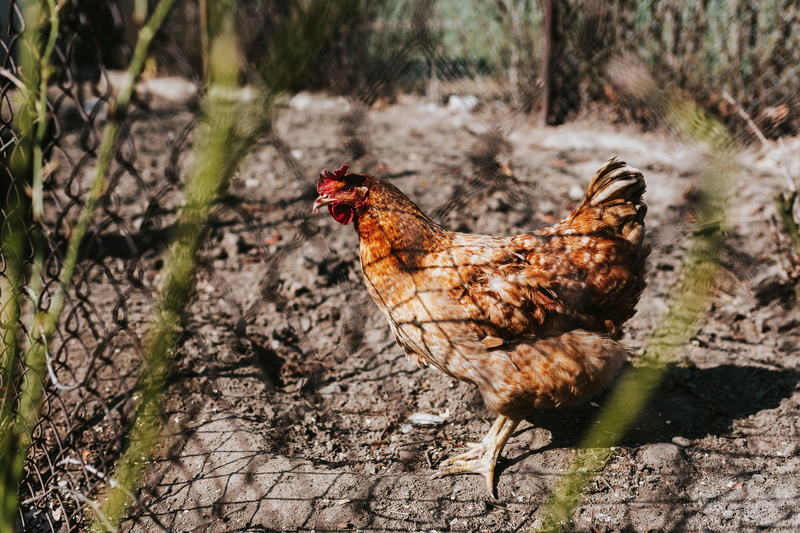 farm, animal, rooster, pets, chicken, animal themes, mammal, livestock, village, outdoors, field, kennel, day, animal Wing, brown, rural, 5K, no people