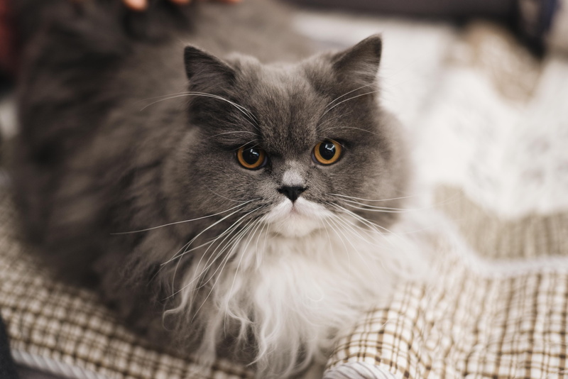 british, pet, animal eye, animal head, den, feline, persian cat, texture, black cat, close-up, kennel, sofa, kitten, cat, dog house, indoors, domestic cat