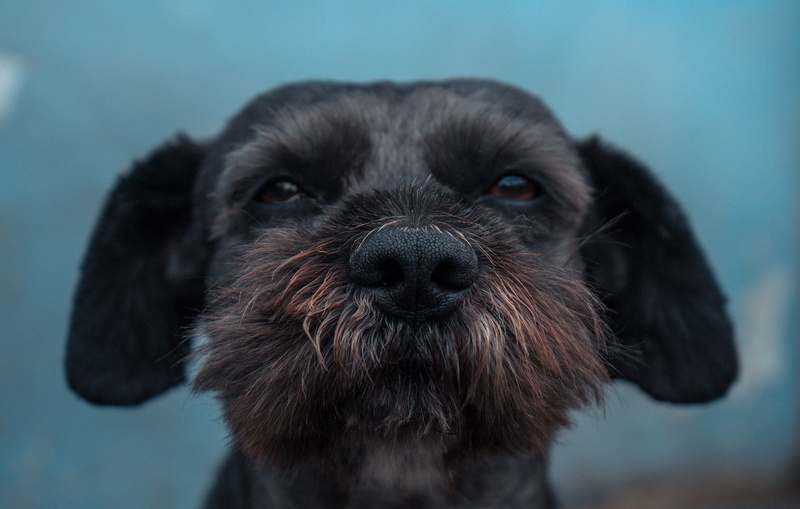 strap, pet, one animal, looking at camera, pets, whisker, couch, spaniel, focus on foreground, kennel, black, affenpinscher, poodle, front view, cocker spaniel