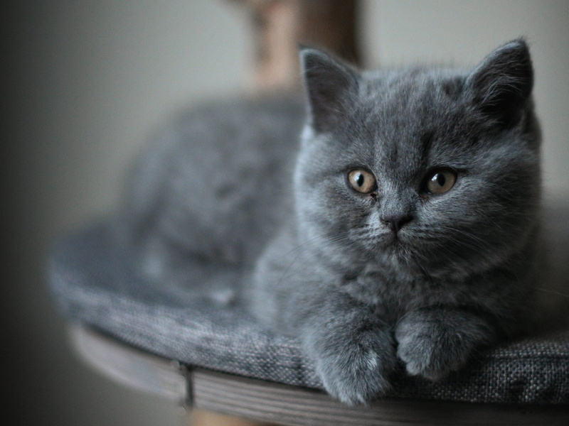 vertebrate, animal eye, slate, domestic, selective focus, kitten, feline, kennel, cat, pet, den, whisker, portrait, animal themes, one animal, sleepy, looking at camera