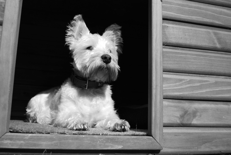 no people, domestic Animals, Animal, Dog, dog, cute, canine, small, west highland white terrier, one animal, animal hair, pets, puppy, Kennel, 4K, sitting