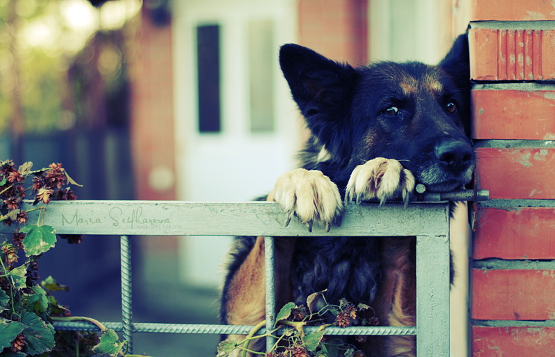 german Shepherd, brown, muzzle, black, adult, german, focus on foreground, animal themes, boundary, fence, day, domestic Animals, nature, cute, canine