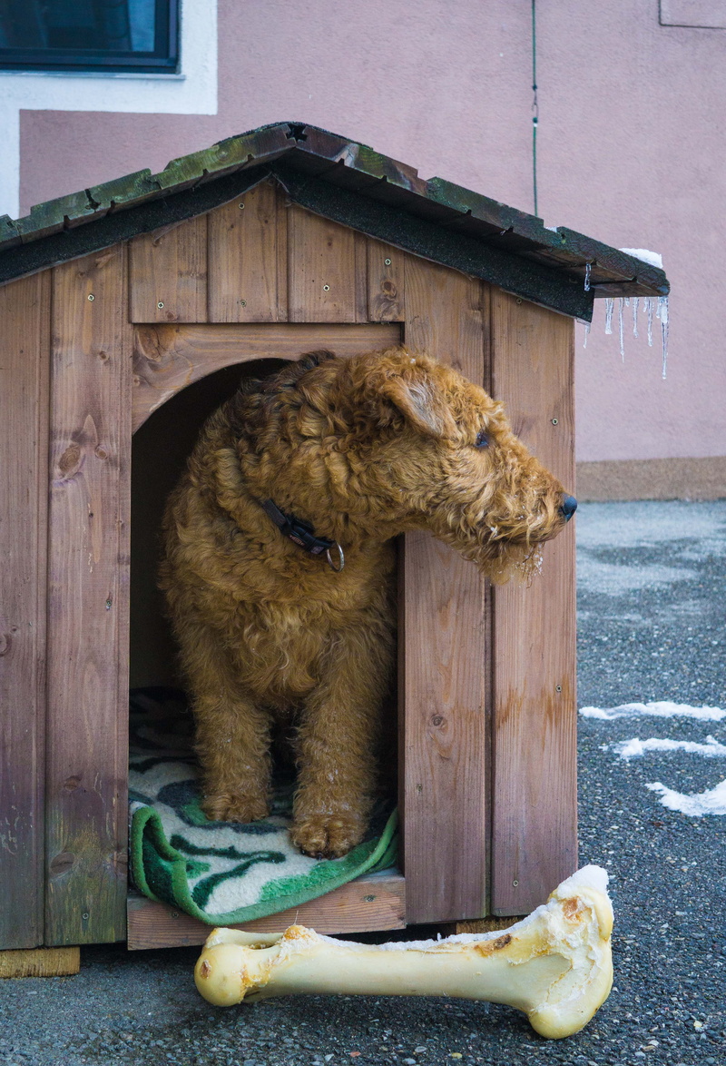 domestic, dog kennel, building exterior, one animal, pets, day, wood - material, animal, outdoors, sitting, nature, domestic animals, house, architecture