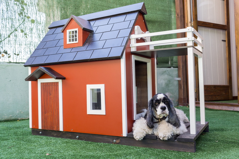animal themes, day, window, one animal, residential district, building, no people, 5K, vertebrate, canine, building exterior, small, wooden houses for dogs