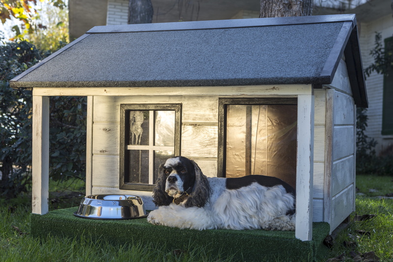 5K, pets, outdoors, domestic animals, mammal, building, architecture, relaxation, building exterior, dog houses, vertebrate, pet, one animal, day, kennels for pets