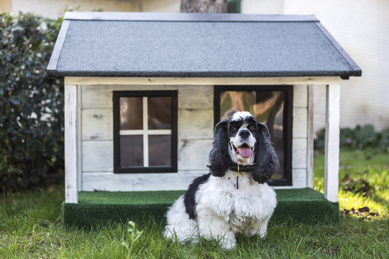 5K, outdoors, dog houses, building exterior, plant, architecture, grass, built structure, no people, mammal, domestic, wooden houses for dogs, pets, house