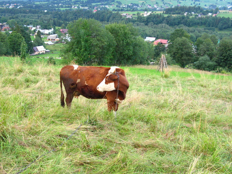 animals, pasture land, single animal, group of animals, livestock, kennel, poland, mammal, herbivorous, no people, outdoors, land, polyana, mountains, landscape
