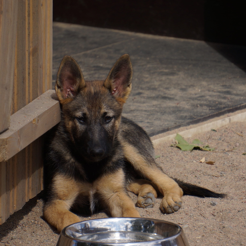 German Shepherd, mammal, relaxation, no people, Dog, close-up, looking at camera, vertebrate, canine, domestic, shepherd, 2K, Kennels, sitting, one animal