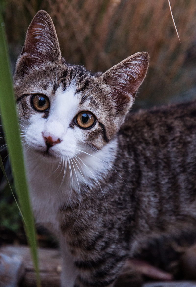 animal, den, feline, close-up, bookcase, one animal, portrait, yellow eyes, alertness, day, vertebrate, cylinder, blossom, furniture, domestic animals