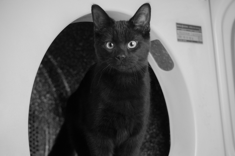 kitten, portrait, mammal, pets, black cat, one animal, domestic cat, sitting, animal, feline, whisker, electronics, animal eye, stereo, kennel, black color