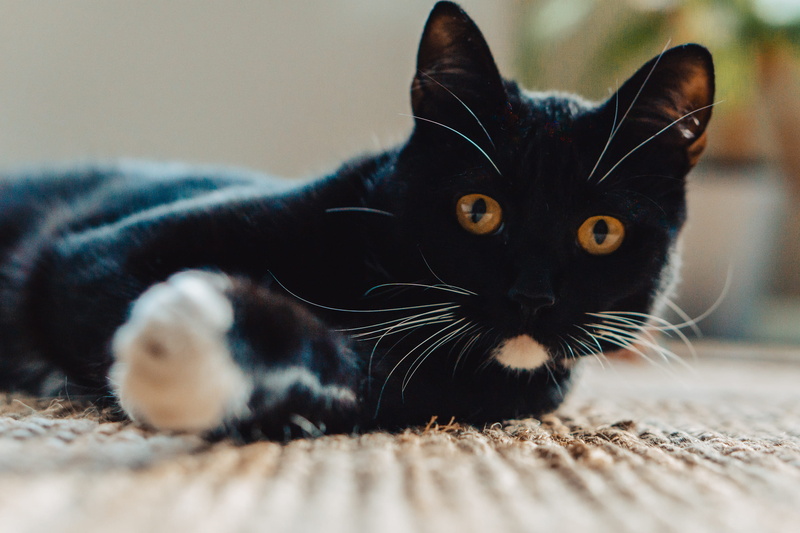 claw, black cat, siamese, bull, pet, cat, kitten, close-up, kennel, hook, one animal, animal head, feline, abyssinian, vertebrate, indoors, no people, domestic animals