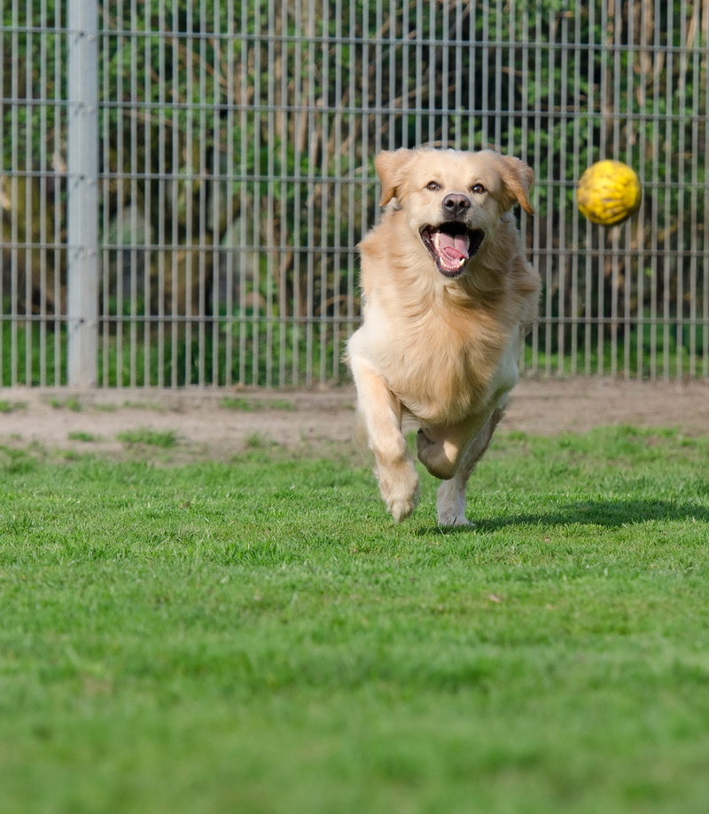 mammal, pets, yellow, domestic, tennis ball, ball hunting, spout, golden retriever, playing, vertebrate, running, ball, tennis, domestic animals, field