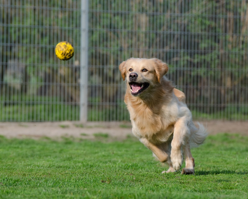 retriever, one animal, running, mammal, animal themes, enclosure, panting, dog pension, kennels, animal shelter, domestic animals, dog, runs, playing, light