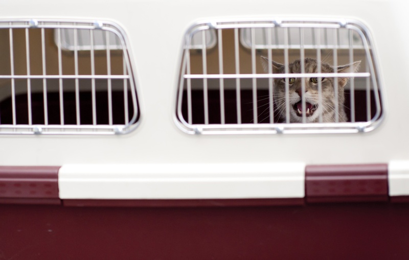 plane, animal, transport, mammal, carrier, indoors, feline, shipment, one animal, crate, pet, 1080P, window, whisker, white color, mode of transportation