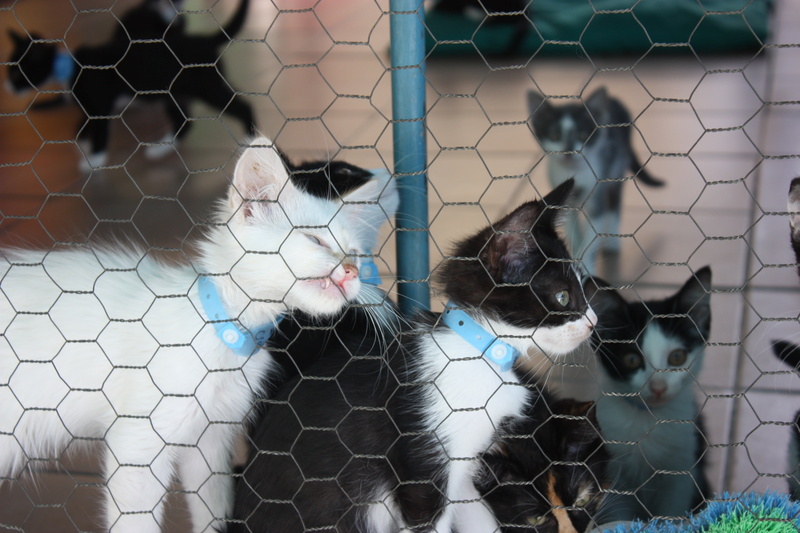 cat, day, barrier, chainlink fence, kitten, nature, animal themes, focus on foreground, pattern, 4K, high angle view, ball, backgrounds, cats, metal, fence