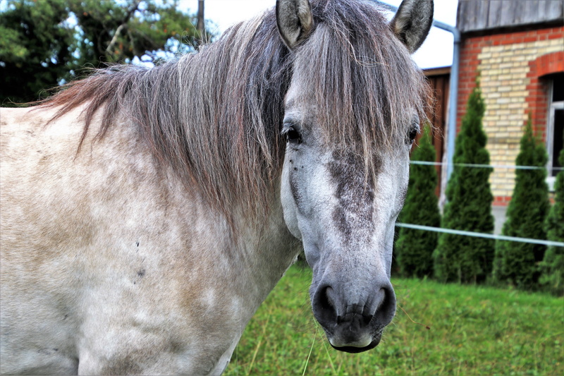 one animal, field, in the morning, ranch, pony, domestic animals, herbivorous, no people, day, at the court of, holding, animal themes, focus on foreground