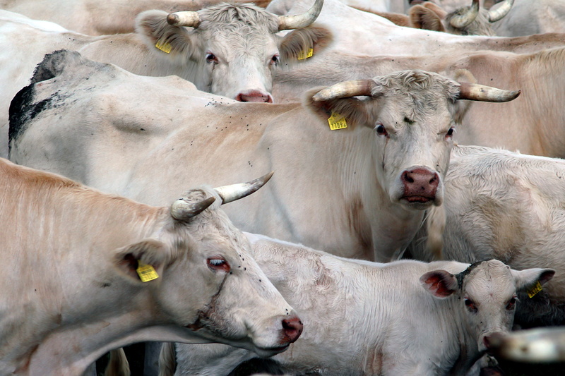 pets, agriculture, animal, cow, outdoors, animal themes, animals, mammal, domestic, domestic animals, herbivorous, animal family, no people, kennel, group of animals