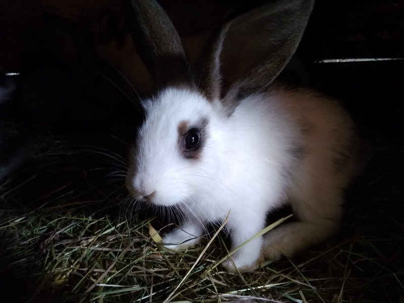 animal themes, no people, rabbit, rabbit - animal, pets, rabbits, herbivorous, domestic, whisker, animal wildlife, mammal, nature, fur, rodent, animal head